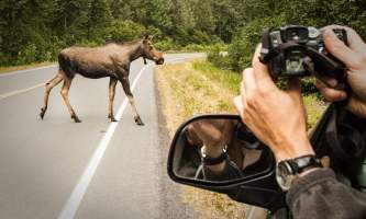 Seward wildlife viewing Alaska Channel