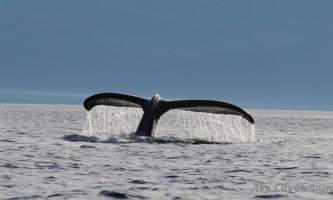 Alaska angoon best wildlife viewing spots chatham straits lillian woodbury Lilian Woodbury Airport Photo Contest