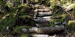 Sealion Cove Trail