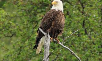 Eagle-river-nature-center-app-with-logos-nhvsua