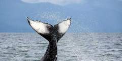 Whale Watching Adventure