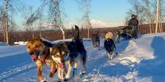 Alaska Wild Guides: Denali View Snowmobiling & Dog Sledding